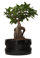 bonsai 0003